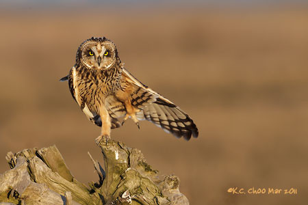 Short-eared Owl