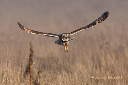 Short-eared Owl