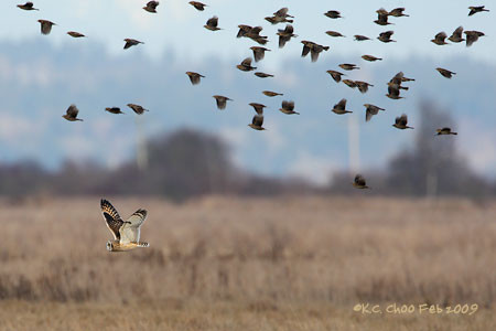 Short-eared Owl