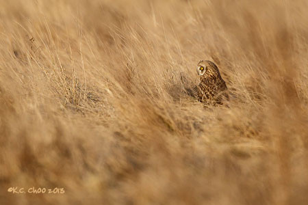 Short-eared Owl