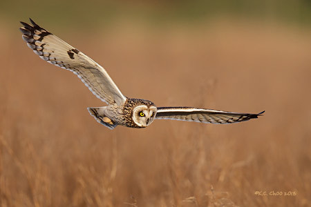 Short-eared Owl