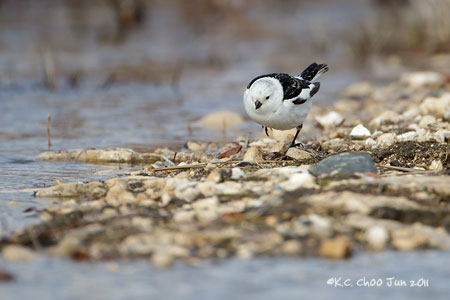 Snow Bunting