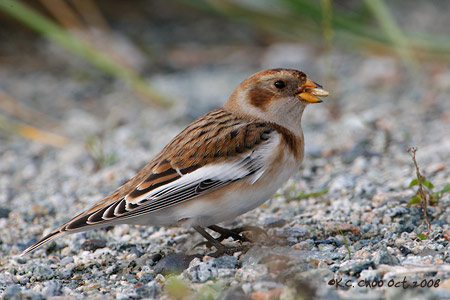 Snow Bunting