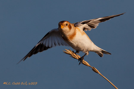 Snow Bunting