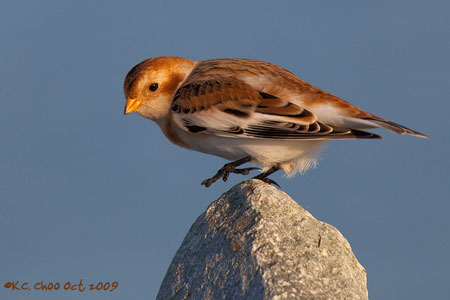 Snow Bunting