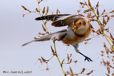 Snow Bunting