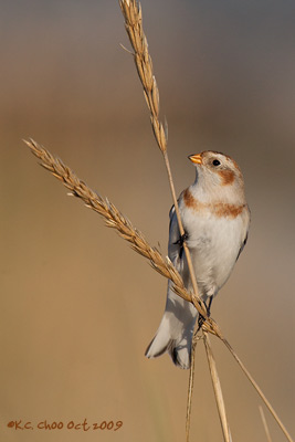 Snow Bunting