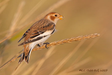 Snow Bunting