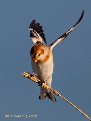 Snow Bunting