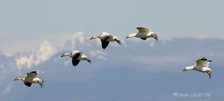 Snow Goose