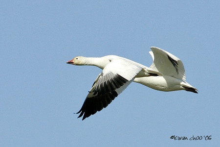 Snow Goose