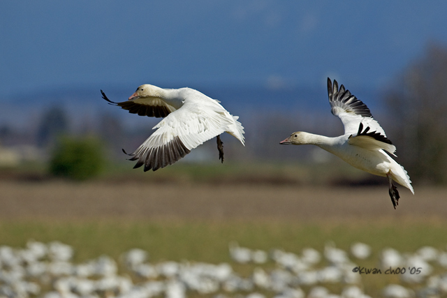 Snow Goose