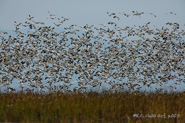 Snow Goose