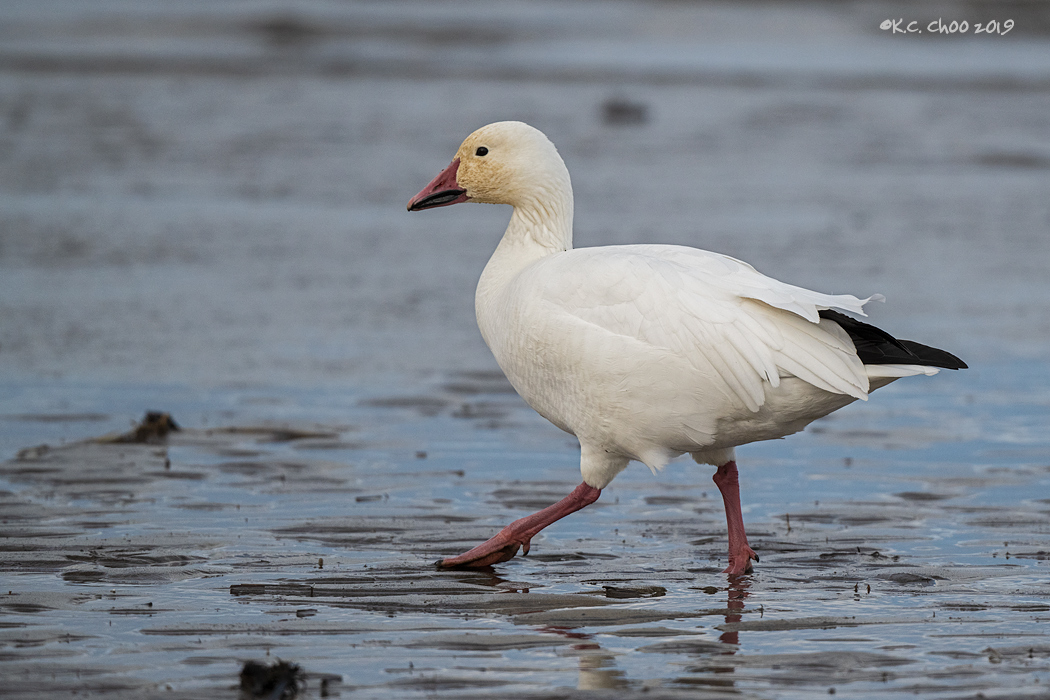 Snow Goose