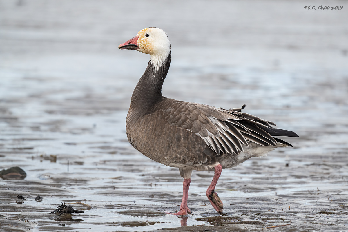 Snow Goose