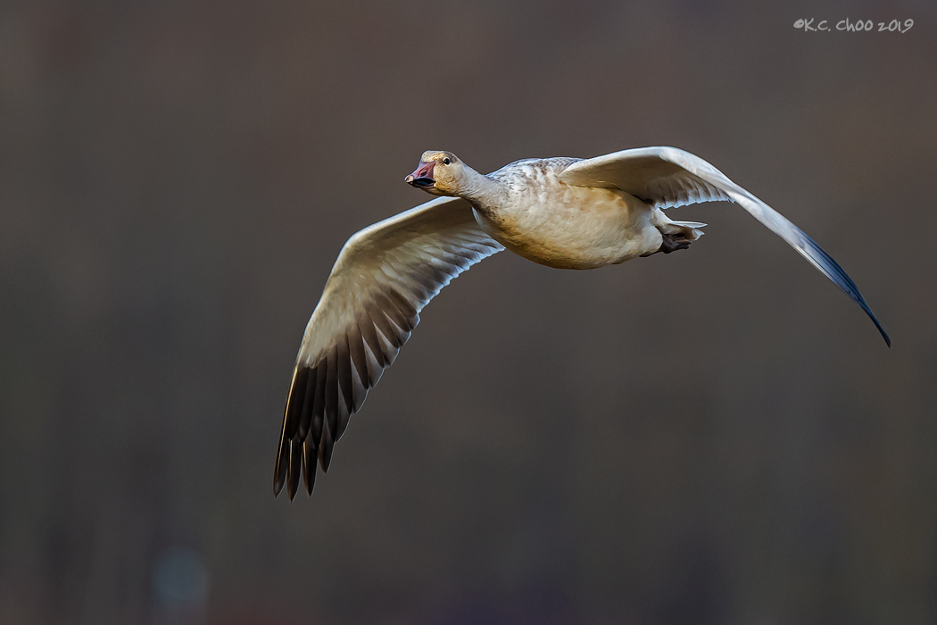 Snow Goose