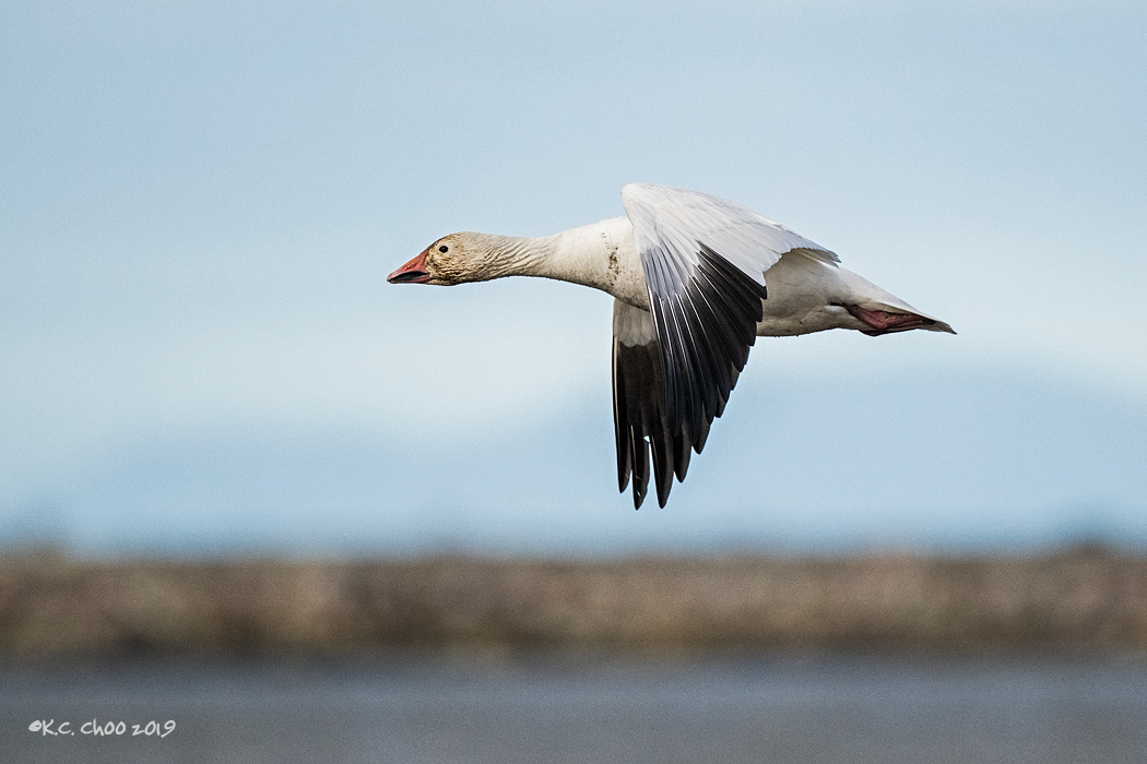 Snow Goose