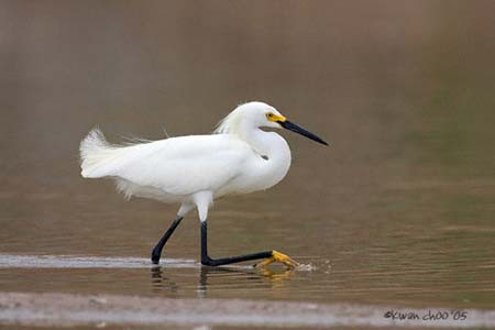 Snowy Egret