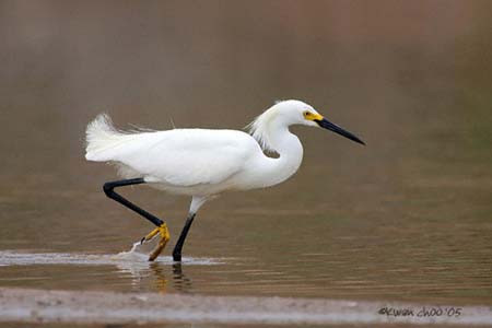 Snowy Egret