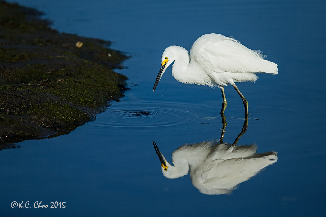 Snowy Egret
