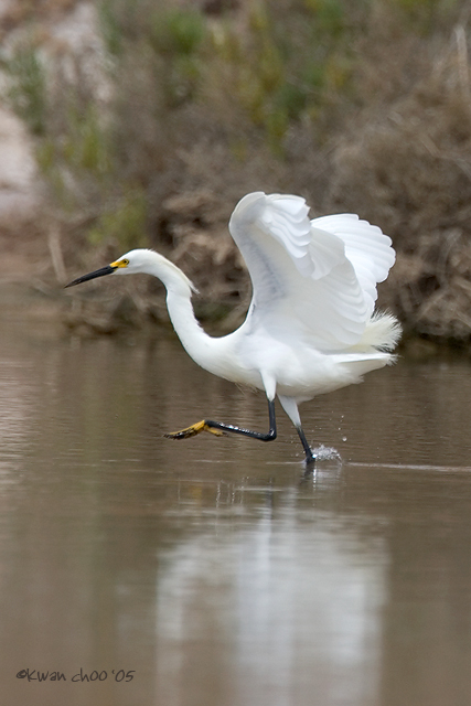 Snowy Egret