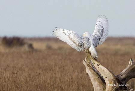 Snowy Owl