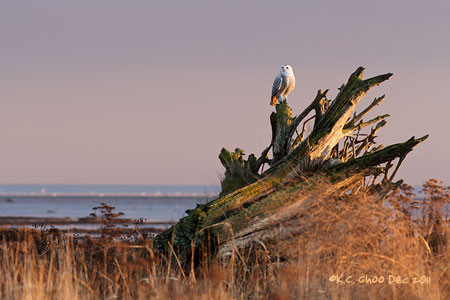 Snowy Owl