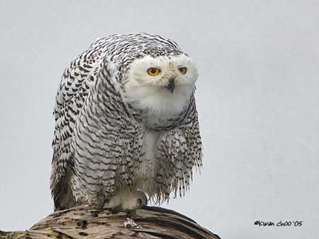 Snowy Owl