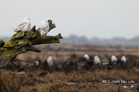 Snowy Owl