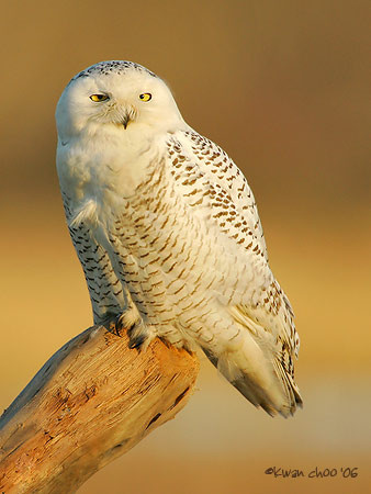 Snowy Owl