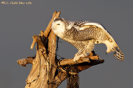 Snowy Owl