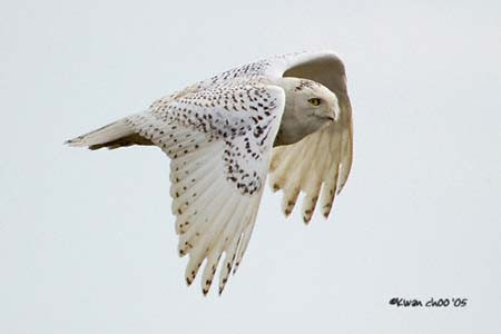 Snowy Owl