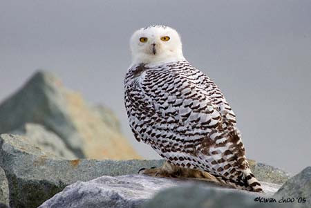 Snowy Owl