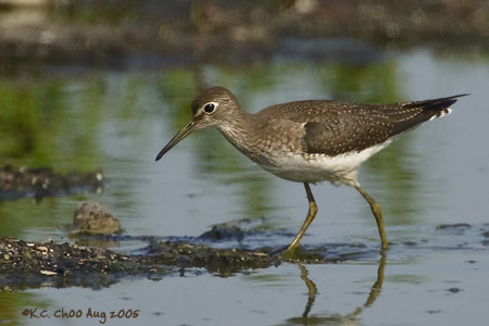 Solitary Sandpiper