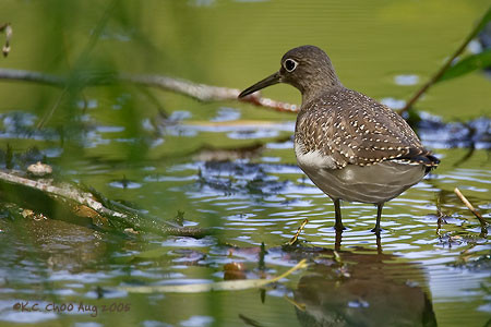 Solitary Sandpiper