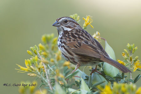 Song Sparrow