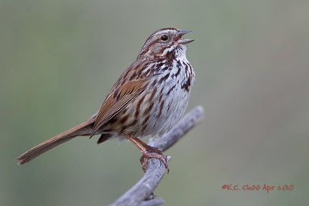 Song Sparrow
