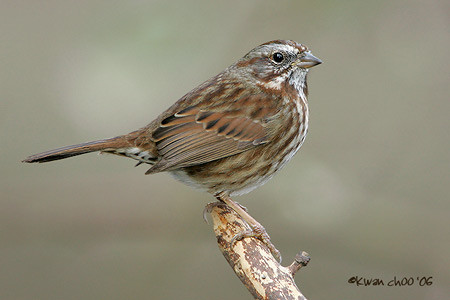 Song Sparrow
