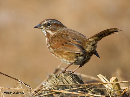 Song Sparrow