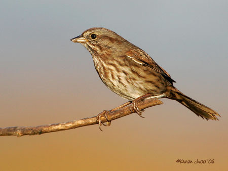 Song Sparrow