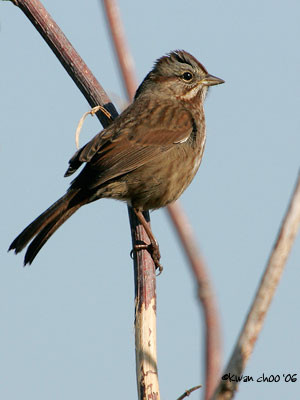 Song Sparrow