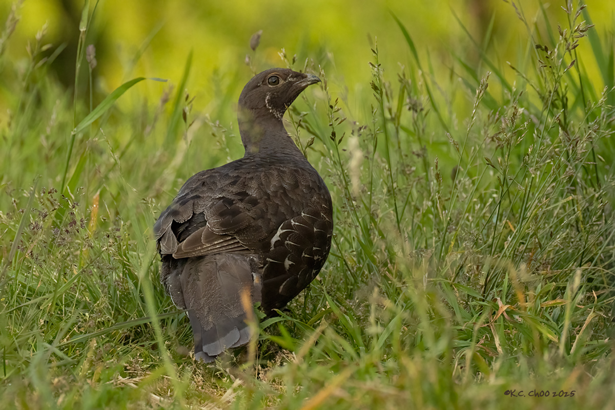 Sooty Grouse
