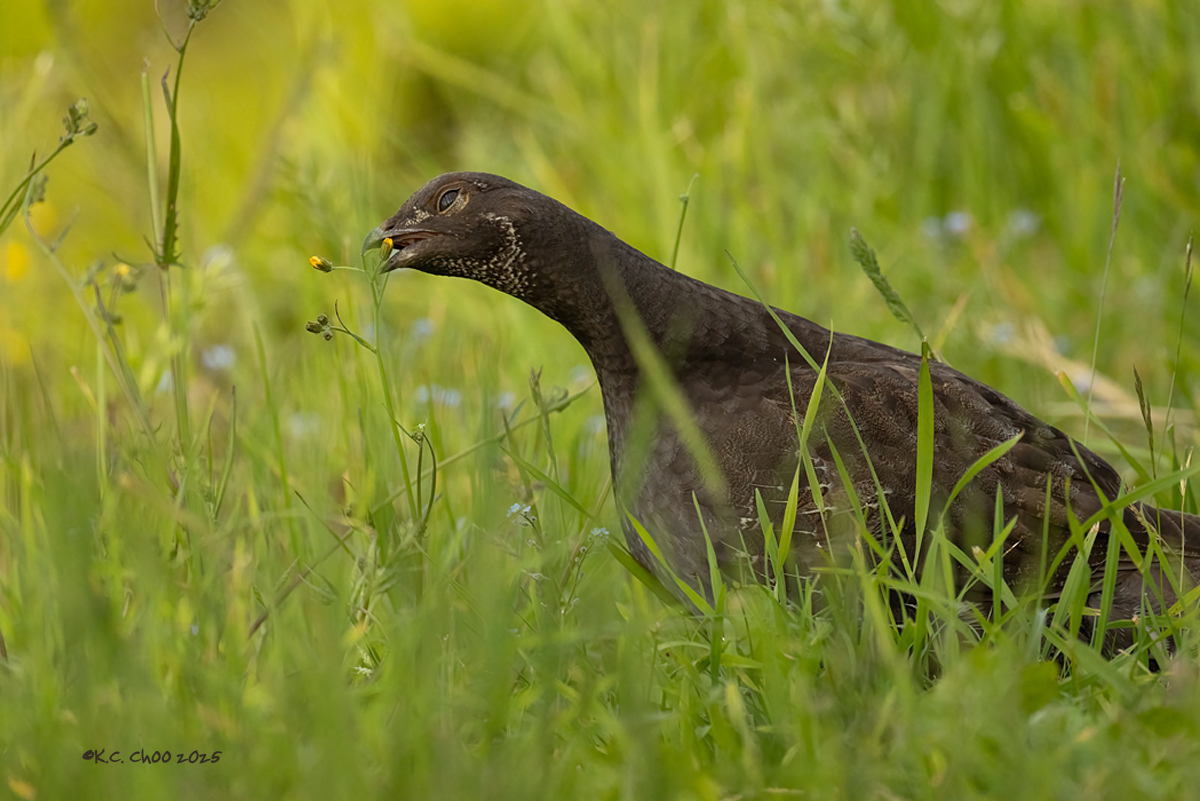 Sooty Grouse