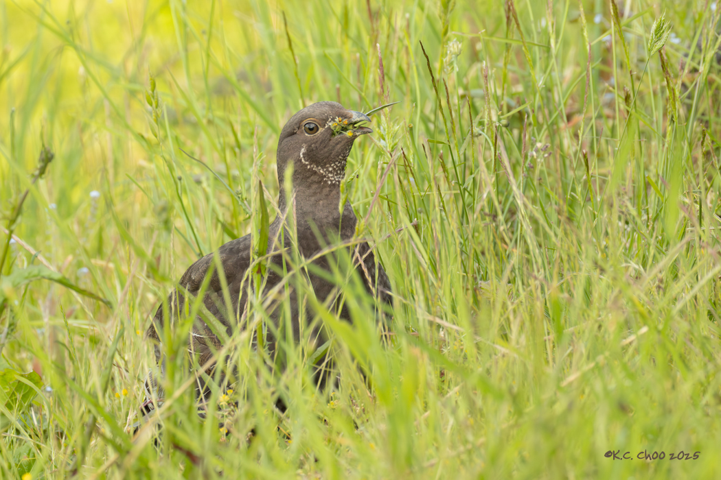 Sooty Grouse