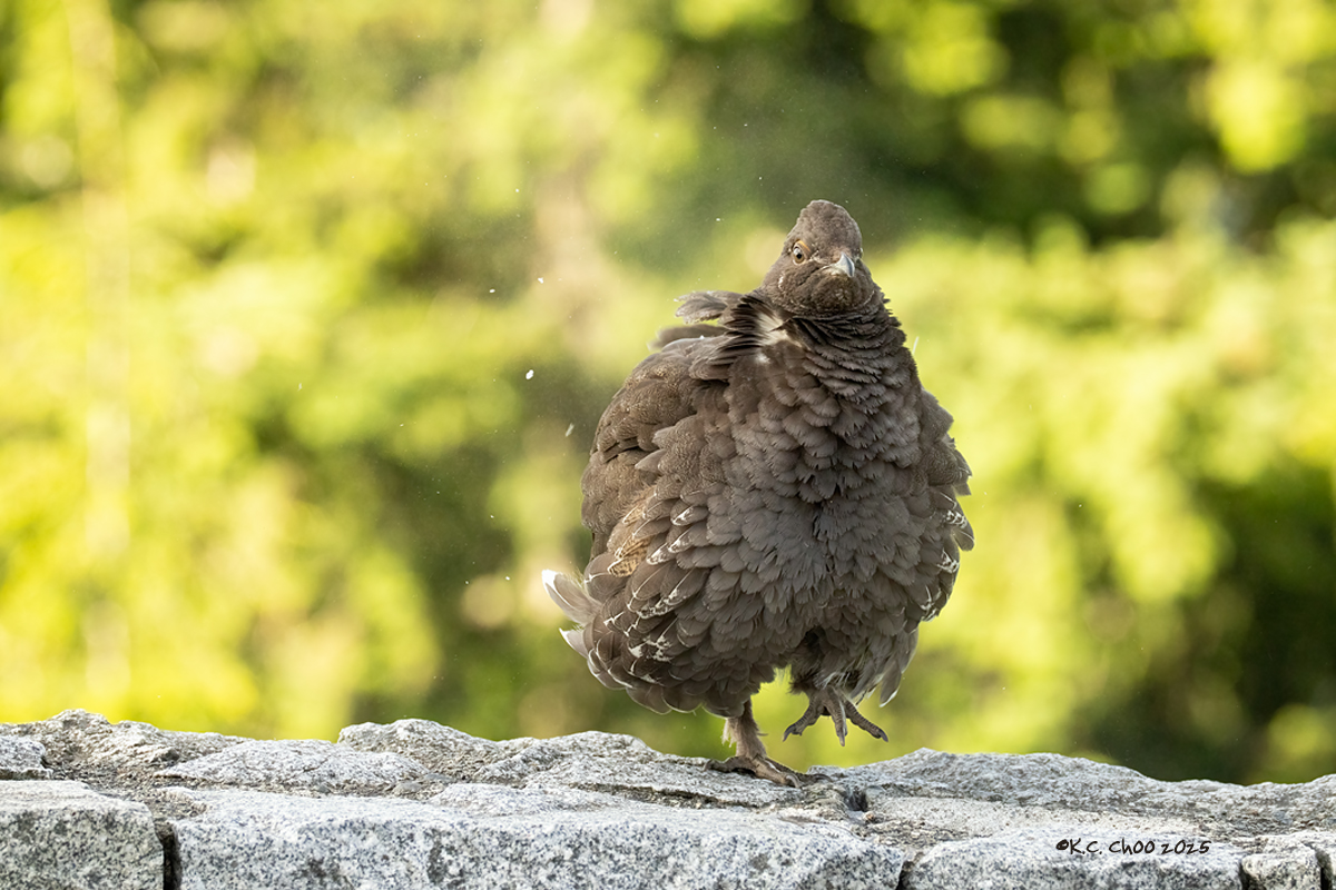 Sooty Grouse