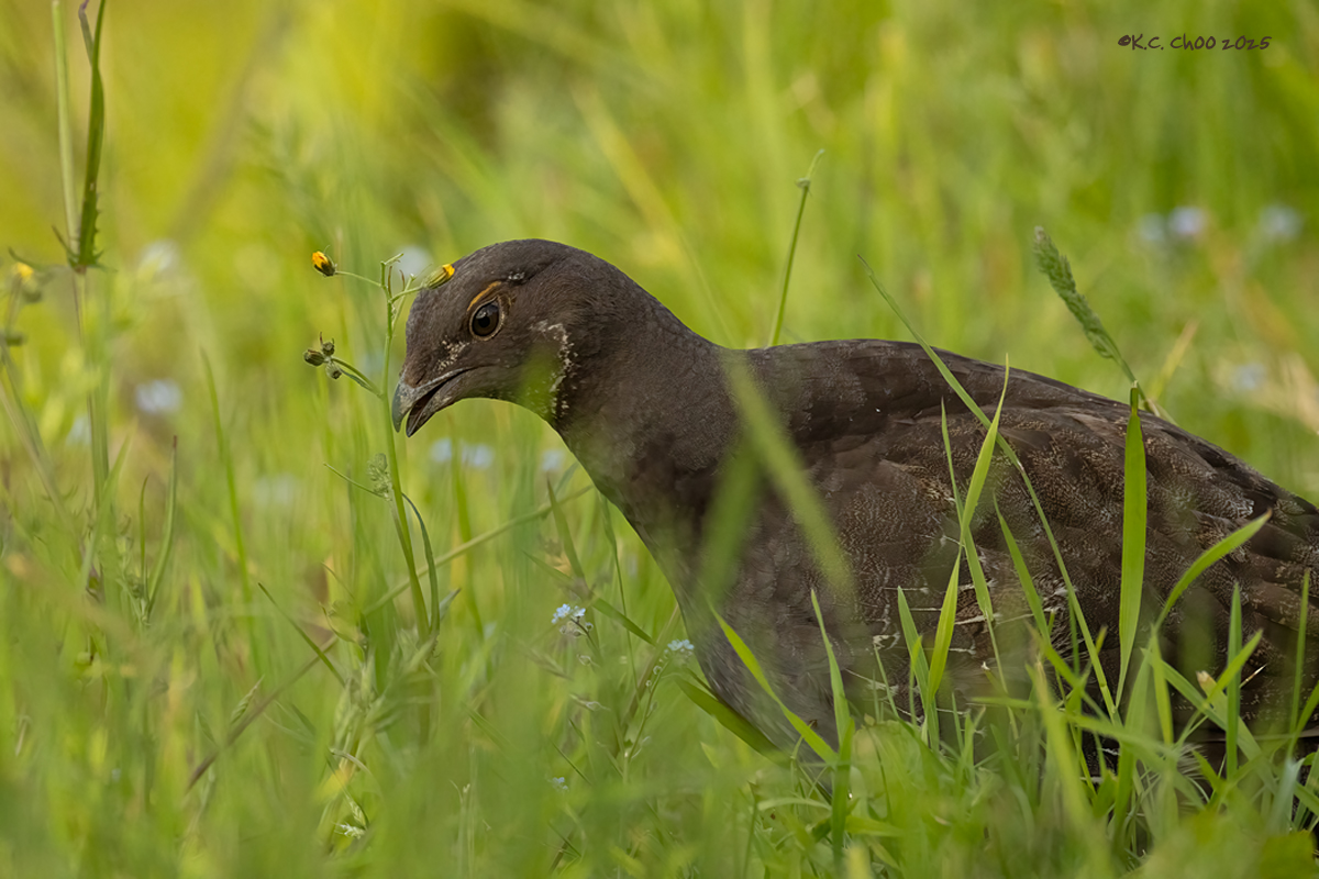Sooty Grouse