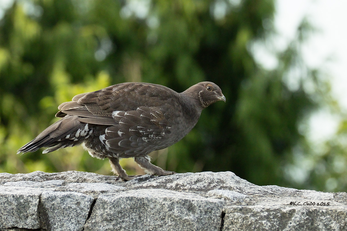 Sooty Grouse