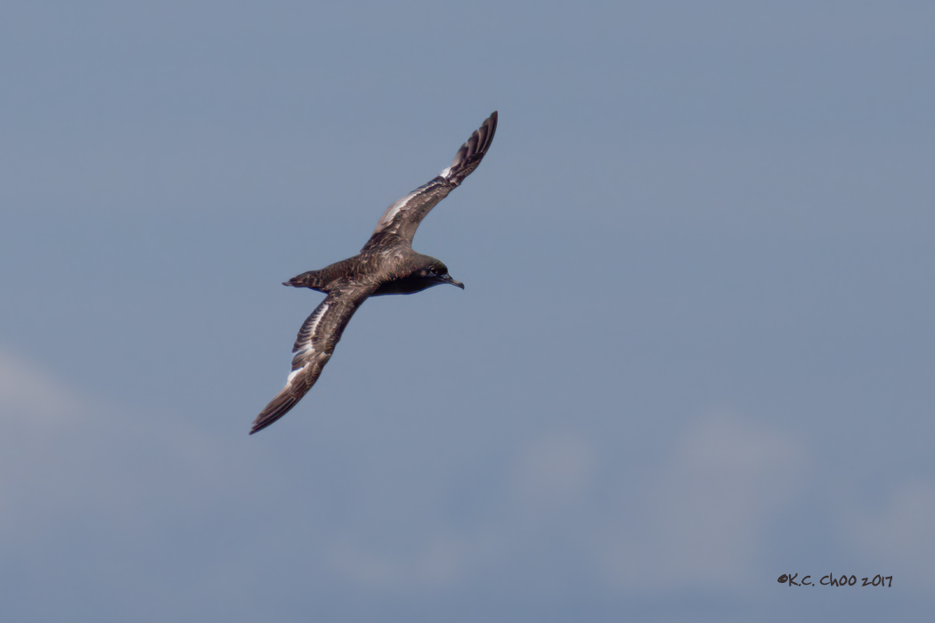 Sooty Shearwater