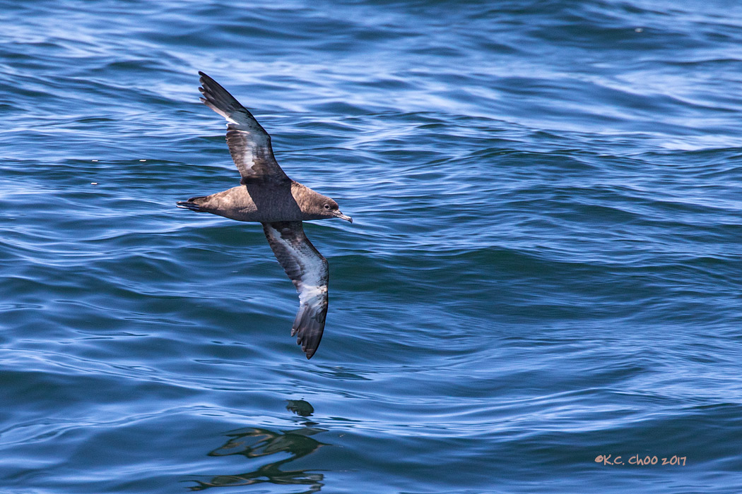 Sooty Shearwater