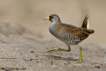Sora